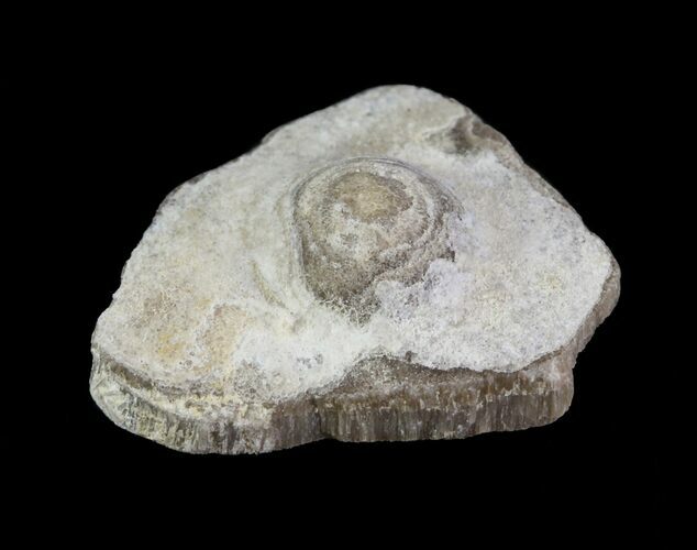 Fossil Pearl - Smoky Hill Chalk, Kansas #64151